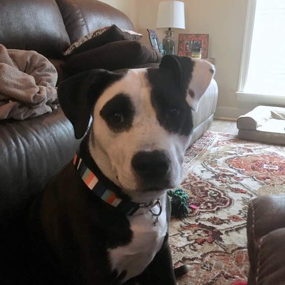 Meet your Posher, Cynthia - Picture 1 of 1